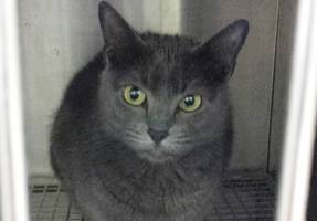 Florida cat owners call 911 after Russian blue ‘freaked out’
